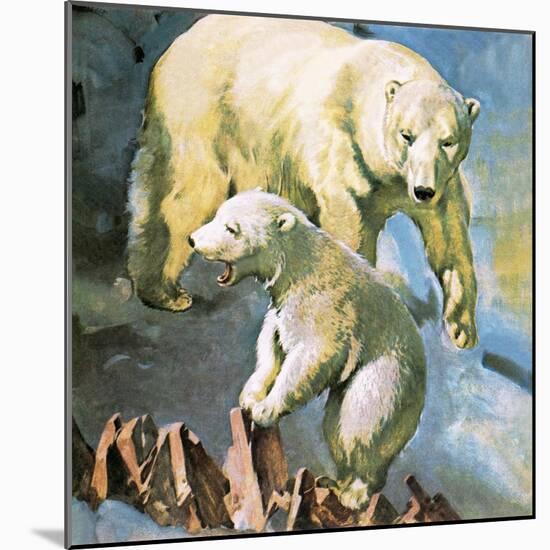 Polar Bear-McConnell-Mounted Giclee Print