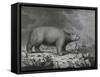 Polar Bear-null-Framed Stretched Canvas