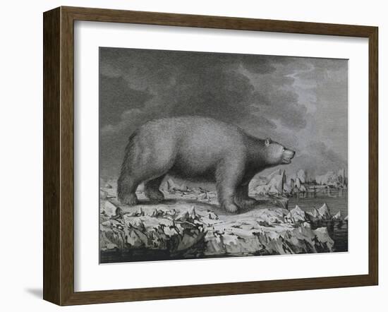 Polar Bear-null-Framed Giclee Print