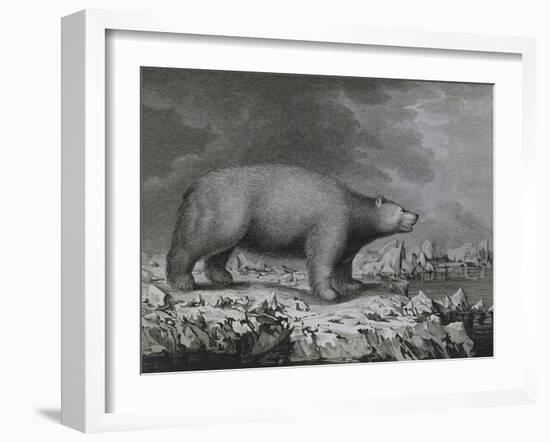 Polar Bear-null-Framed Giclee Print