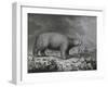 Polar Bear-null-Framed Giclee Print