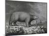 Polar Bear-null-Mounted Giclee Print