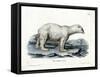 Polar Bear-null-Framed Stretched Canvas