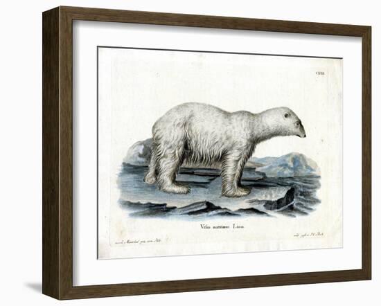 Polar Bear-null-Framed Giclee Print