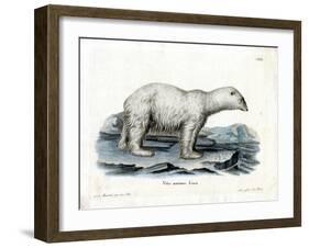 Polar Bear-null-Framed Giclee Print