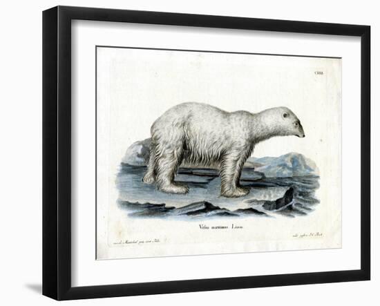 Polar Bear-null-Framed Giclee Print