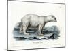 Polar Bear-null-Mounted Giclee Print