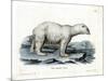 Polar Bear-null-Mounted Giclee Print