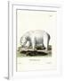 Polar Bear-null-Framed Giclee Print