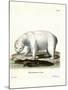 Polar Bear-null-Mounted Giclee Print