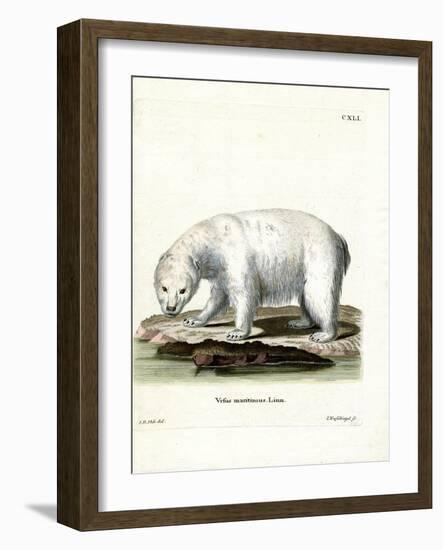 Polar Bear-null-Framed Giclee Print