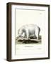 Polar Bear-null-Framed Giclee Print