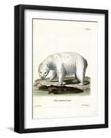 Polar Bear-null-Framed Giclee Print
