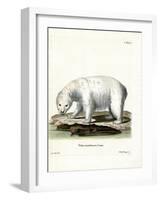 Polar Bear-null-Framed Giclee Print