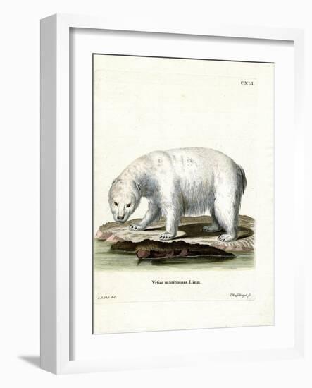 Polar Bear-null-Framed Giclee Print