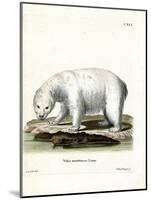 Polar Bear-null-Mounted Giclee Print