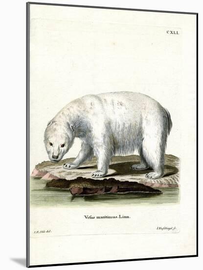 Polar Bear-null-Mounted Giclee Print