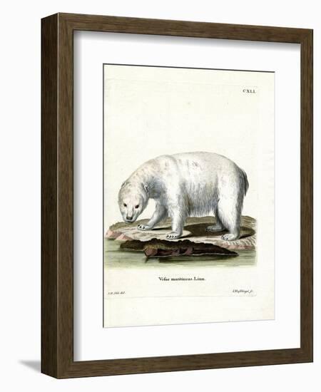 Polar Bear-null-Framed Giclee Print