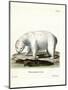 Polar Bear-null-Mounted Giclee Print