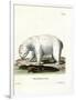 Polar Bear-null-Framed Giclee Print