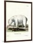 Polar Bear-null-Framed Giclee Print