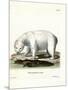 Polar Bear-null-Mounted Giclee Print