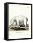 Polar Bear-null-Framed Stretched Canvas