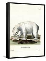 Polar Bear-null-Framed Stretched Canvas