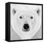 Polar Bear-PhotoINC Studio-Framed Stretched Canvas