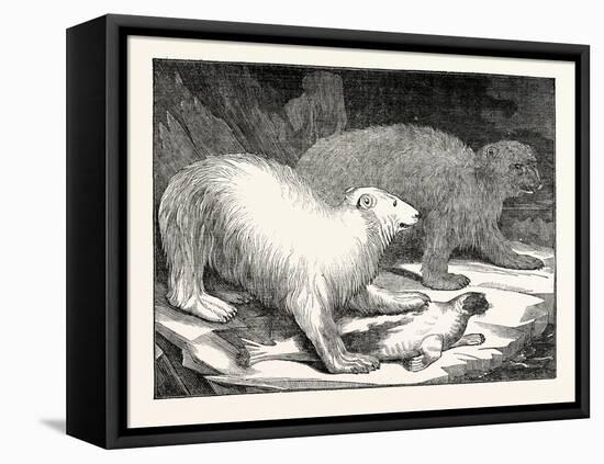 Polar Bears and Seal-null-Framed Stretched Canvas
