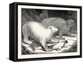 Polar Bears and Seal-null-Framed Stretched Canvas