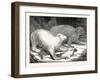 Polar Bears and Seal-null-Framed Giclee Print