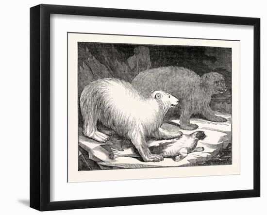 Polar Bears and Seal-null-Framed Giclee Print