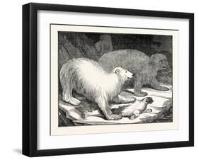 Polar Bears and Seal-null-Framed Giclee Print