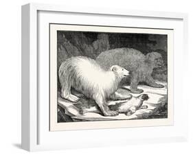 Polar Bears and Seal-null-Framed Giclee Print