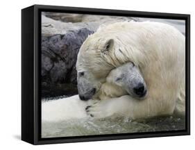 Polar Bears at their First Meeting, at the Zoom Erlebniswelt Zoo in Gelsenkirchen-null-Framed Stretched Canvas