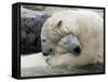Polar Bears at their First Meeting, at the Zoom Erlebniswelt Zoo in Gelsenkirchen-null-Framed Stretched Canvas