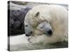 Polar Bears at their First Meeting, at the Zoom Erlebniswelt Zoo in Gelsenkirchen-null-Stretched Canvas