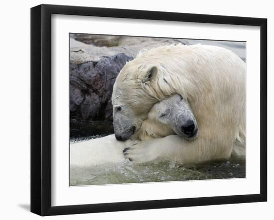 Polar Bears at their First Meeting, at the Zoom Erlebniswelt Zoo in Gelsenkirchen-null-Framed Premium Photographic Print