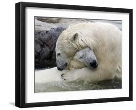 Polar Bears at their First Meeting, at the Zoom Erlebniswelt Zoo in Gelsenkirchen-null-Framed Premium Photographic Print