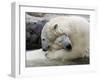 Polar Bears at their First Meeting, at the Zoom Erlebniswelt Zoo in Gelsenkirchen-null-Framed Premium Photographic Print