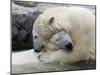 Polar Bears at their First Meeting, at the Zoom Erlebniswelt Zoo in Gelsenkirchen-null-Mounted Premium Photographic Print