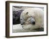 Polar Bears at their First Meeting, at the Zoom Erlebniswelt Zoo in Gelsenkirchen-null-Framed Photographic Print