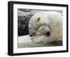 Polar Bears at their First Meeting, at the Zoom Erlebniswelt Zoo in Gelsenkirchen-null-Framed Photographic Print