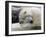 Polar Bears at their First Meeting, at the Zoom Erlebniswelt Zoo in Gelsenkirchen-null-Framed Photographic Print