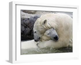 Polar Bears at their First Meeting, at the Zoom Erlebniswelt Zoo in Gelsenkirchen-null-Framed Photographic Print