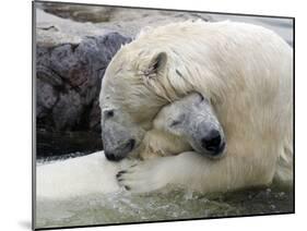 Polar Bears at their First Meeting, at the Zoom Erlebniswelt Zoo in Gelsenkirchen-null-Mounted Photographic Print