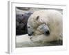 Polar Bears at their First Meeting, at the Zoom Erlebniswelt Zoo in Gelsenkirchen-null-Framed Photographic Print