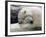 Polar Bears at their First Meeting, at the Zoom Erlebniswelt Zoo in Gelsenkirchen-null-Framed Photographic Print