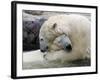 Polar Bears at their First Meeting, at the Zoom Erlebniswelt Zoo in Gelsenkirchen-null-Framed Photographic Print